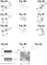 Fig. 04 - Spectrally-resolving high-resolution 3D localization microscopy