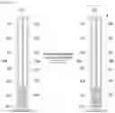 Fig. 14 - Digital signage and operating method thereof