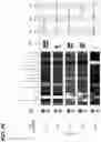 Fig. 44 - SYSTEMS AND METHODS FOR DISSECTING HETEROGENEOUS CELL POPULATIONS
