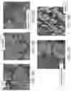 Fig. 23 - APPARATUS, SYSTEMS, AND METHODS FOR RAPID CANCER DETECTION