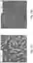 Fig. 25 - APPARATUS, SYSTEMS, AND METHODS FOR RAPID CANCER DETECTION