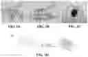 Fig. 02 - METALLIC CARBON QUANTUM WIRE FROM SELF-ASSEMBLED ALPHALTENE