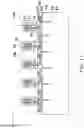 Fig. 13 - Package structure and manufacturing method thereof