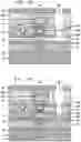 Fig. 19 - Single column compound semiconductor bipolar junction transistor with all-around base