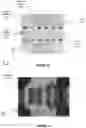 Fig. 09 - Homopolar linear synchronous machine utilizing a cold plate