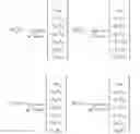 Fig. 220 - Method and apparatus to CSI reporting using multiple antenna panels in advanced wireless communication systems