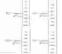 Fig. 266 - Method and apparatus to CSI reporting using multiple antenna panels in advanced wireless communication systems