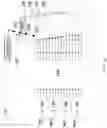 Fig. 11 - Ground terminals via remote digital-beam-forming networks for satellites in non-geostationary orbit