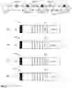Fig. 08 - Initialization of a local bus