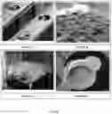 Fig. 09 - Bioceramic and carbon-based hydroponic systems, methods and devices