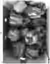 Fig. 02 - Red-yellow striped peppers
