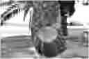 Fig. 01 - DUAL PURPOSE POLLENIZER WATERMELONS