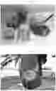 Fig. 02 - DUAL PURPOSE POLLENIZER WATERMELONS