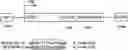 Fig. 01 - DNA sequence that increases odorant receptor representation in the olfactory system