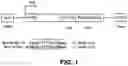 Fig. 02 - DNA sequence that increases odorant receptor representation in the olfactory system