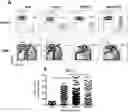Fig. 01 - Genetically modified non-human animals and methods of use thereof