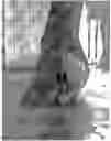 Fig. 01 - Substance and composition for veterinary purpose
