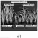 Fig. 04 - Mixtures of beflubutamid or optically enriched forms thereof with a second herbicide