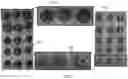 Fig. 07 - Plant extract compositions and methods of preparation thereof