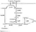 Fig. 02 - Use of lactic acid bacteria for preparing fermented food products with increased natural sweetness