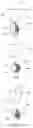 Fig. 05 - MULTIPLE SECTION FROZEN SUPPLEMENTARY BEAD
