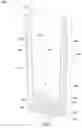Fig. 04 - HEATED OR COOLED PORTABLE DRINKWARE