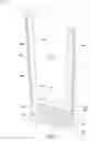 Fig. 08 - HEATED OR COOLED PORTABLE DRINKWARE