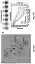 Fig. 15 - THIN, SOFT, SKIN-MOUNTED MICROFLUIDIC NETWORKS FOR DETECTION AND ANALYSIS OF TARGETS OF INTEREST IN SWEAT