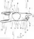 Fig. 03 - GUIDING/SUPPORTING STRUCTURE FOR COUPLING TO A LIVING BEING, AND METHOD FOR DETERMINING SUITABLE CONTACT SURFACES ON THE LIVING BEING