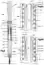 Fig. 06 - Orthopedic break-off screws, tools for inserting such screws, and related systems and methods