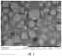 Fig. 02 - Biodegradable drug eluting microsphere for the treatment of solid tumors