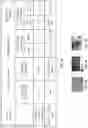 Fig. 05 - Composition and methods for the treatment of peripheral nerve injury