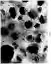 Fig. 06 - Composition and methods for the treatment of peripheral nerve injury
