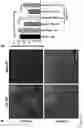 Fig. 11 - Nanoparticle compositions, methods of fabrication, and use for drug delivery