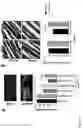 Fig. 12 - Nanoparticle compositions, methods of fabrication, and use for drug delivery