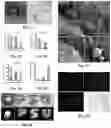 Fig. 05 - Compositions and methods for promoting bone regeneration