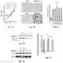Fig. 07 - Compositions and methods for promoting bone regeneration