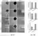 Fig. 10 - Compositions and methods for promoting bone regeneration