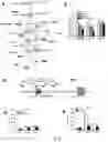 Fig. 04 - Methods, agents, and compositions for the treatment of acute myeloid leukemia