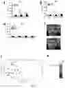 Fig. 05 - Methods, agents, and compositions for the treatment of acute myeloid leukemia