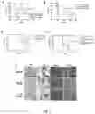 Fig. 07 - Methods, agents, and compositions for the treatment of acute myeloid leukemia