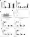 Fig. 08 - Methods, agents, and compositions for the treatment of acute myeloid leukemia