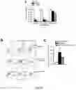 Fig. 22 - Methods, agents, and compositions for the treatment of acute myeloid leukemia