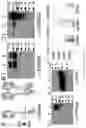 Fig. 02 - ERBB3 Activators in Hearing Restoration
