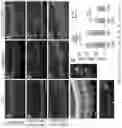Fig. 07 - ERBB3 Activators in Hearing Restoration