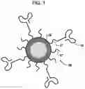 Fig. 02 - Pemetrexed Polymeric Nanoparticles And Methods Of Making And Using Same