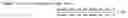 Fig. 02 - Method for enhancing wound healing by administrating adenine