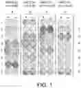 Fig. 02 - URLC10-DERIVED PEPTIDE AND VACCINE CONTAINING SAME