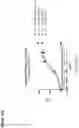 Fig. 29 - Antigen binding receptors specific for mutated Fc domains