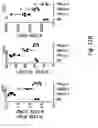 Fig. 16 - Compositions and methods for the induction of CD8+ T-cells